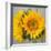 Sunny Sunflower III-Nicole Katano-Framed Photo