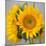 Sunny Sunflower III-Nicole Katano-Mounted Photo