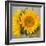 Sunny Sunflower III-Nicole Katano-Framed Photo