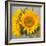 Sunny Sunflower III-Nicole Katano-Framed Photo