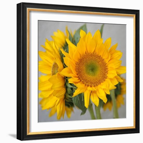 Sunny Sunflower III-Nicole Katano-Framed Photo