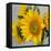 Sunny Sunflower IV-Nicole Katano-Framed Stretched Canvas