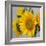 Sunny Sunflower IV-Nicole Katano-Framed Photo