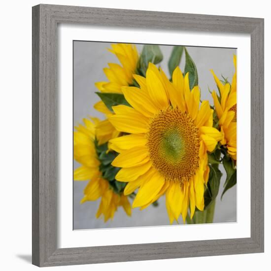 Sunny Sunflower IV-Nicole Katano-Framed Photo