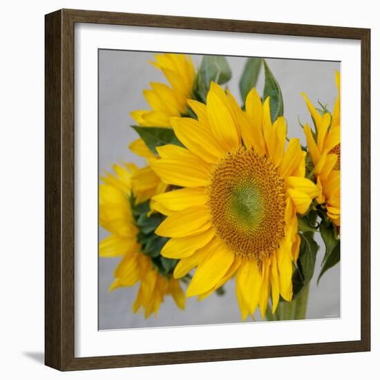 Sunny Sunflower IV-Nicole Katano-Framed Photo