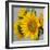 Sunny Sunflower IV-Nicole Katano-Framed Photo