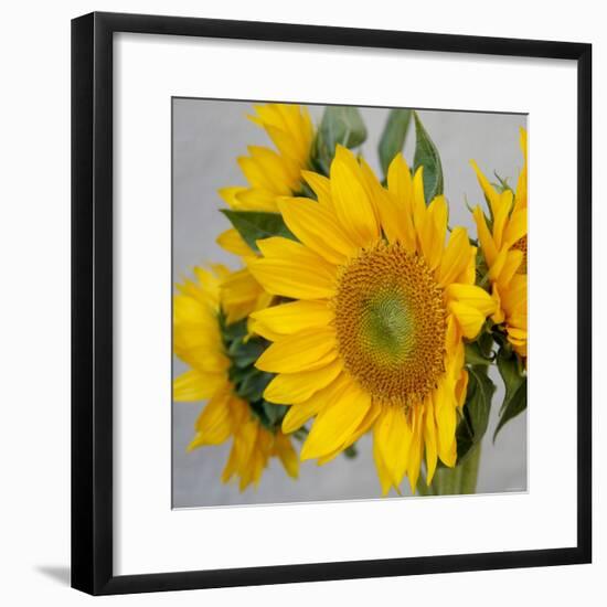 Sunny Sunflower IV-Nicole Katano-Framed Photo