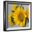 Sunny Sunflower IV-Nicole Katano-Framed Photo