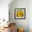 Sunny Sunflower IV-Nicole Katano-Framed Photo displayed on a wall