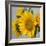 Sunny Sunflower IV-Nicole Katano-Framed Photo