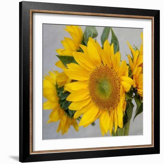 Sunny Sunflower IV-Nicole Katano-Framed Photo