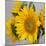 Sunny Sunflower IV-Nicole Katano-Mounted Photo