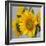 Sunny Sunflower IV-Nicole Katano-Framed Photo