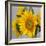 Sunny Sunflower IV-Nicole Katano-Framed Photo