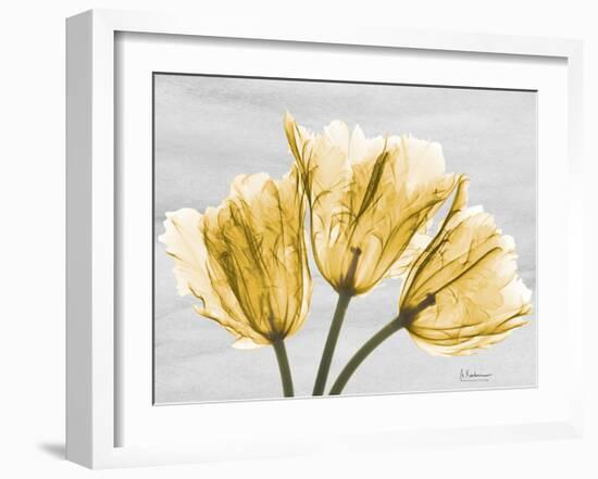 Sunny Trio Tulips-Albert Koetsier-Framed Art Print