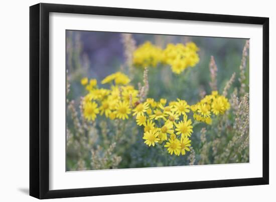 Sunny Wilderness-Staffan Widstrand-Framed Giclee Print