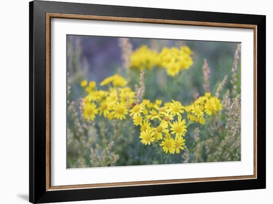 Sunny Wilderness-Staffan Widstrand-Framed Giclee Print