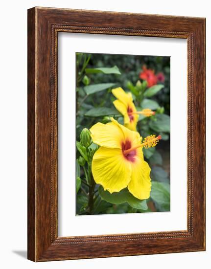 Sunny Wind, Hibiscus, Usa-Lisa S. Engelbrecht-Framed Photographic Print