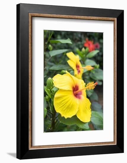 Sunny Wind, Hibiscus, Usa-Lisa S. Engelbrecht-Framed Photographic Print