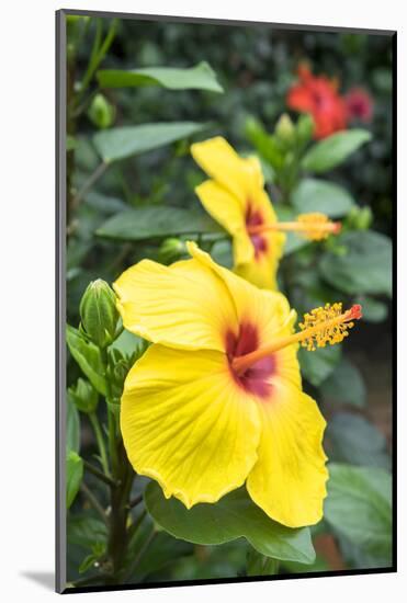 Sunny Wind, Hibiscus, Usa-Lisa S. Engelbrecht-Mounted Photographic Print