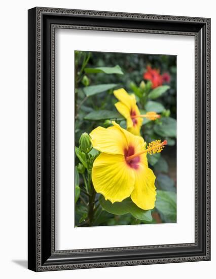 Sunny Wind, Hibiscus, Usa-Lisa S. Engelbrecht-Framed Photographic Print