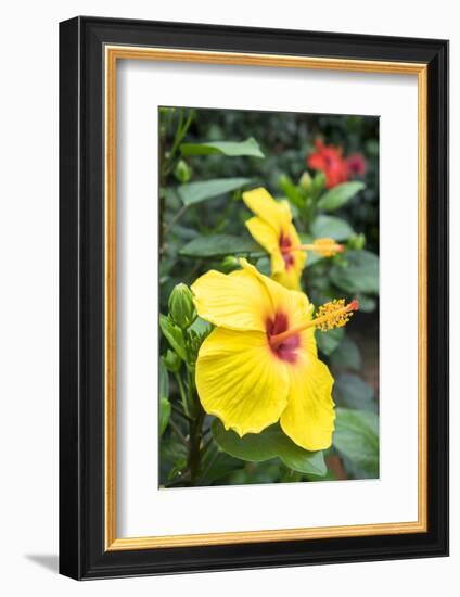 Sunny Wind, Hibiscus, Usa-Lisa S. Engelbrecht-Framed Photographic Print