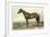 Sunol, Race Horse-null-Framed Art Print