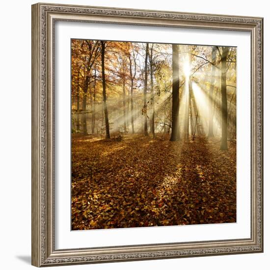 Sunrays and Morning Fog, Deciduous Forest in Autumn, Ziegelroda Forest, Saxony-Anhalt, Germany-Andreas Vitting-Framed Photographic Print