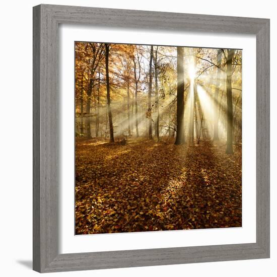 Sunrays and Morning Fog, Deciduous Forest in Autumn, Ziegelroda Forest, Saxony-Anhalt, Germany-Andreas Vitting-Framed Photographic Print