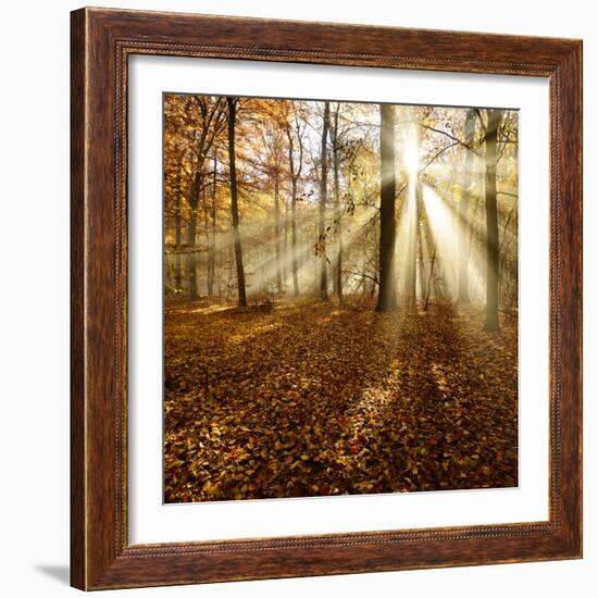 Sunrays and Morning Fog, Deciduous Forest in Autumn, Ziegelroda Forest, Saxony-Anhalt, Germany-Andreas Vitting-Framed Photographic Print