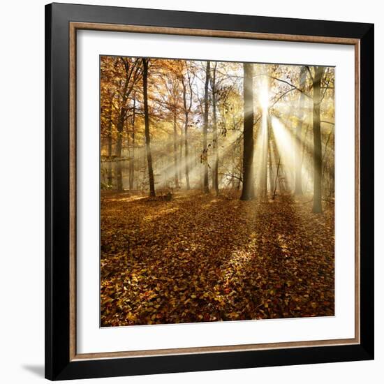 Sunrays and Morning Fog, Deciduous Forest in Autumn, Ziegelroda Forest, Saxony-Anhalt, Germany-Andreas Vitting-Framed Photographic Print