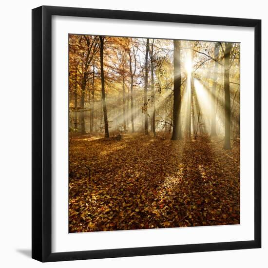 Sunrays and Morning Fog, Deciduous Forest in Autumn, Ziegelroda Forest, Saxony-Anhalt, Germany-Andreas Vitting-Framed Photographic Print