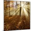 Sunrays and Morning Fog, Deciduous Forest in Autumn, Ziegelroda Forest, Saxony-Anhalt, Germany-Andreas Vitting-Mounted Photographic Print