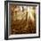 Sunrays and Morning Fog, Deciduous Forest in Autumn, Ziegelroda Forest, Saxony-Anhalt, Germany-Andreas Vitting-Framed Photographic Print