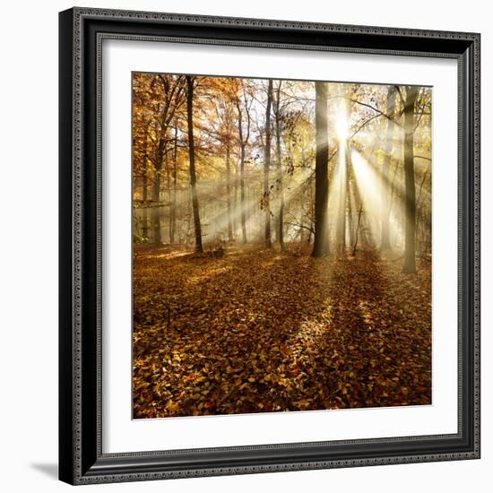 Sunrays and Morning Fog, Deciduous Forest in Autumn, Ziegelroda Forest, Saxony-Anhalt, Germany-Andreas Vitting-Framed Photographic Print