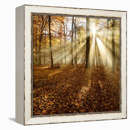 Sunrays and Morning Fog, Deciduous Forest in Autumn, Ziegelroda Forest, Saxony-Anhalt, Germany-Andreas Vitting-Framed Premier Image Canvas