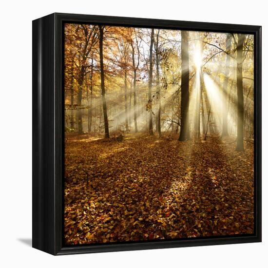 Sunrays and Morning Fog, Deciduous Forest in Autumn, Ziegelroda Forest, Saxony-Anhalt, Germany-Andreas Vitting-Framed Premier Image Canvas