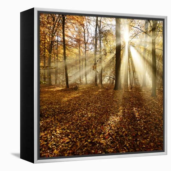 Sunrays and Morning Fog, Deciduous Forest in Autumn, Ziegelroda Forest, Saxony-Anhalt, Germany-Andreas Vitting-Framed Premier Image Canvas