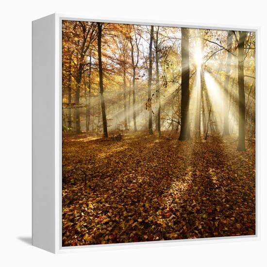 Sunrays and Morning Fog, Deciduous Forest in Autumn, Ziegelroda Forest, Saxony-Anhalt, Germany-Andreas Vitting-Framed Premier Image Canvas