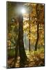 Sunrays in the Mixed Forest, Autumn, Harz, Near Wernigerode, Saxony-Anhalt, Germany-Andreas Vitting-Mounted Photographic Print