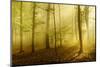 Sunrays in the Morning Fog in the Deciduous Forest, Near Freyburg, Saxony-Anhalt-Andreas Vitting-Mounted Photographic Print
