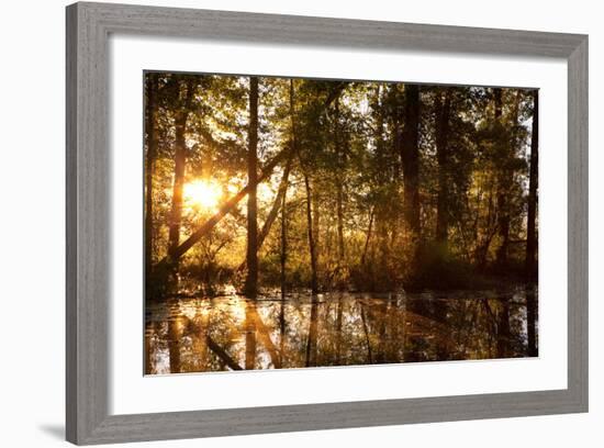Sunrays Shine Through Trees at Sunrise in Western Montana-James White-Framed Photographic Print