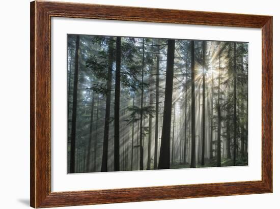 Sunrays Shining Through Fogged Out Forest-Mawpix-Framed Photographic Print