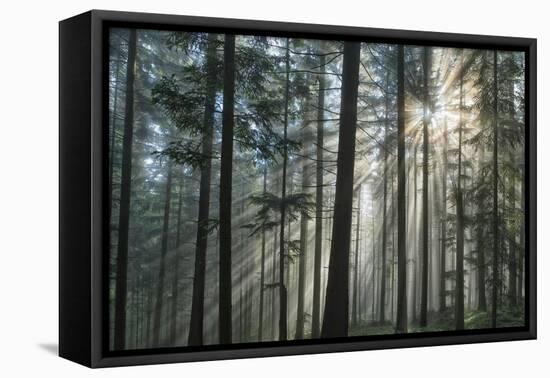 Sunrays Shining Through Fogged Out Forest-Mawpix-Framed Premier Image Canvas