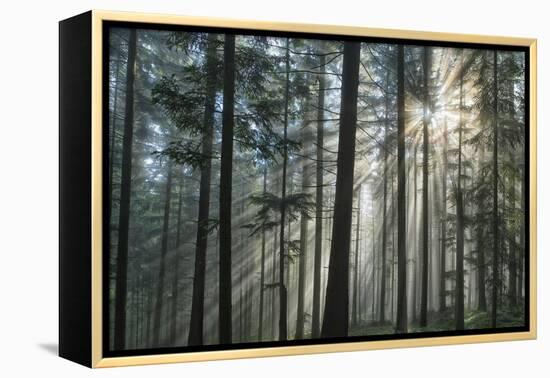 Sunrays Shining Through Fogged Out Forest-Mawpix-Framed Premier Image Canvas