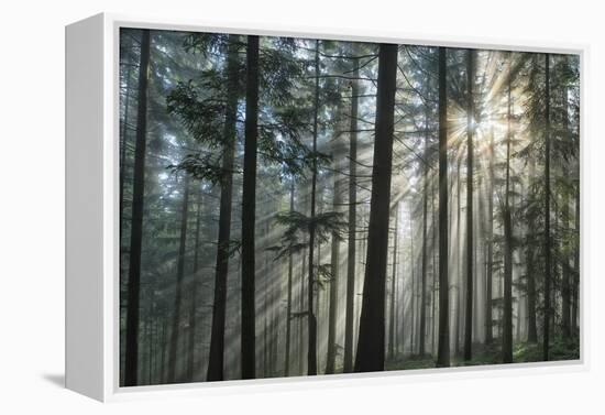 Sunrays Shining Through Fogged Out Forest-Mawpix-Framed Premier Image Canvas