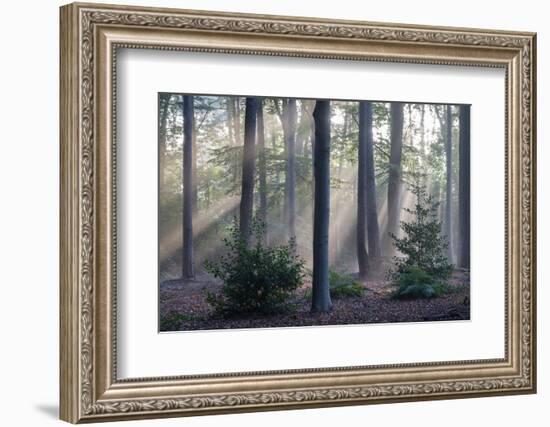 Sunrays through forest, Belgium-Bernard Castelein-Framed Photographic Print