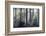 Sunrays through forest, Belgium-Bernard Castelein-Framed Photographic Print