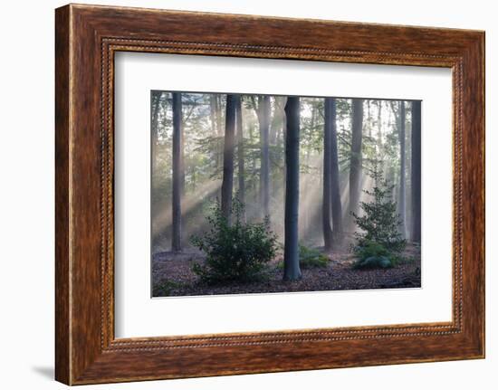 Sunrays through forest, Belgium-Bernard Castelein-Framed Photographic Print