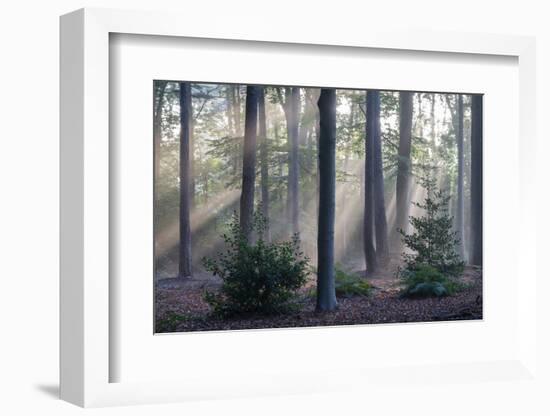 Sunrays through forest, Belgium-Bernard Castelein-Framed Photographic Print